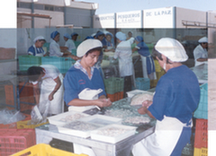 Seafood processing - Mexico