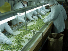 Frozen food processing - Poland
