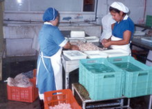 Seafood processing - Mexico