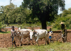 Farming - Mali