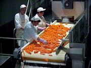 Carrot processing - Poland