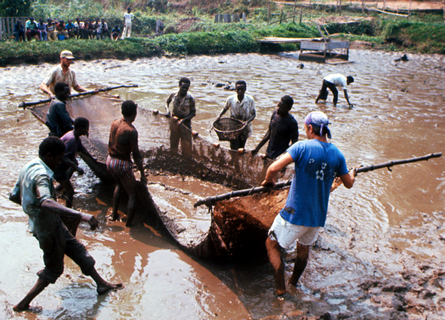 Pond fishery - Dem Rep of Congo (Zaire)